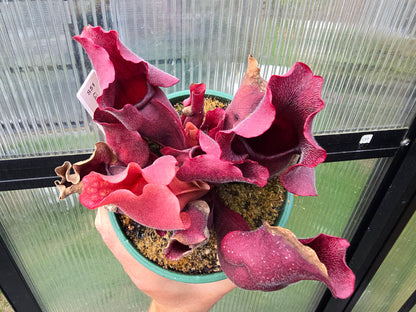 Sarracenia purpurea ssp. rosea Giant Form (Calhoun County, Florida, USA) x 'Big Vigorous' - Purple Pitcher Plant