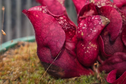 Sarracenia purpurea ssp. venosa var. burkeii - Purple Pitcher Plant