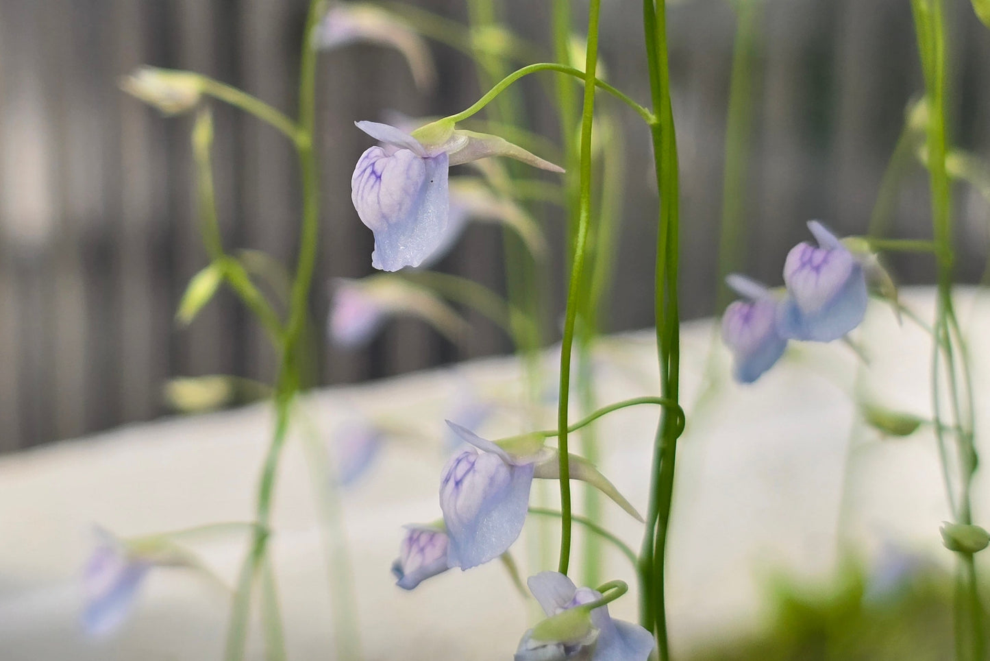 Utricularia graminifolia - Grass-Leaved Tropical Bladderwort