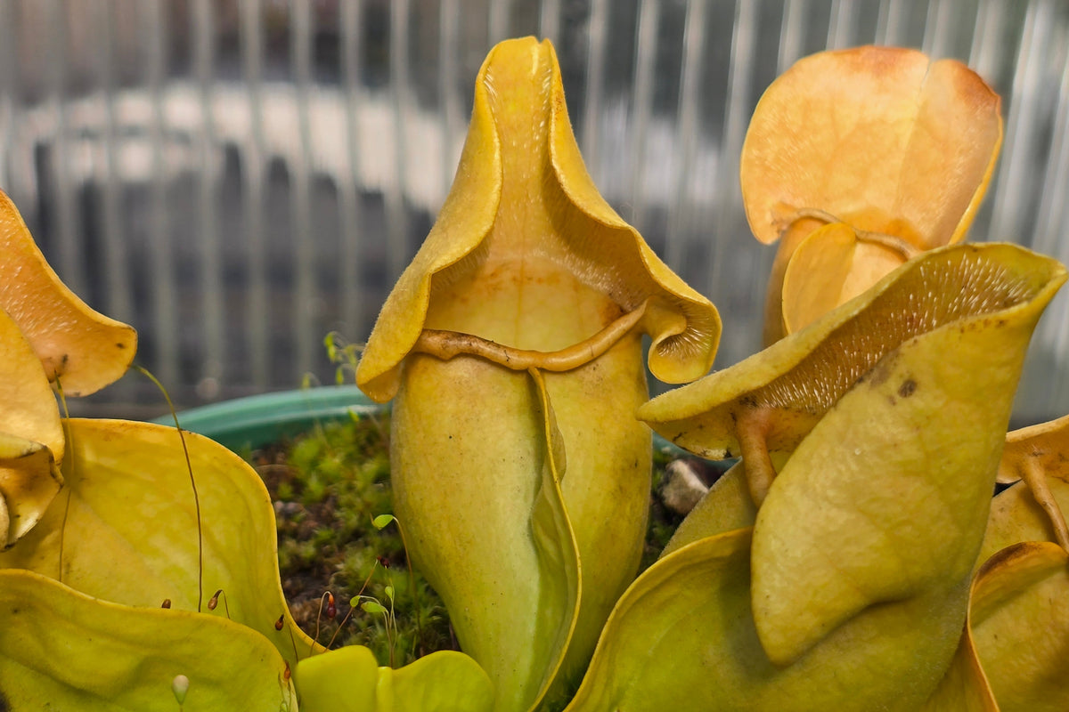 Sarracenia purpurea ssp. Venosa - Pallidiflora Form - American Pitcher Plant
