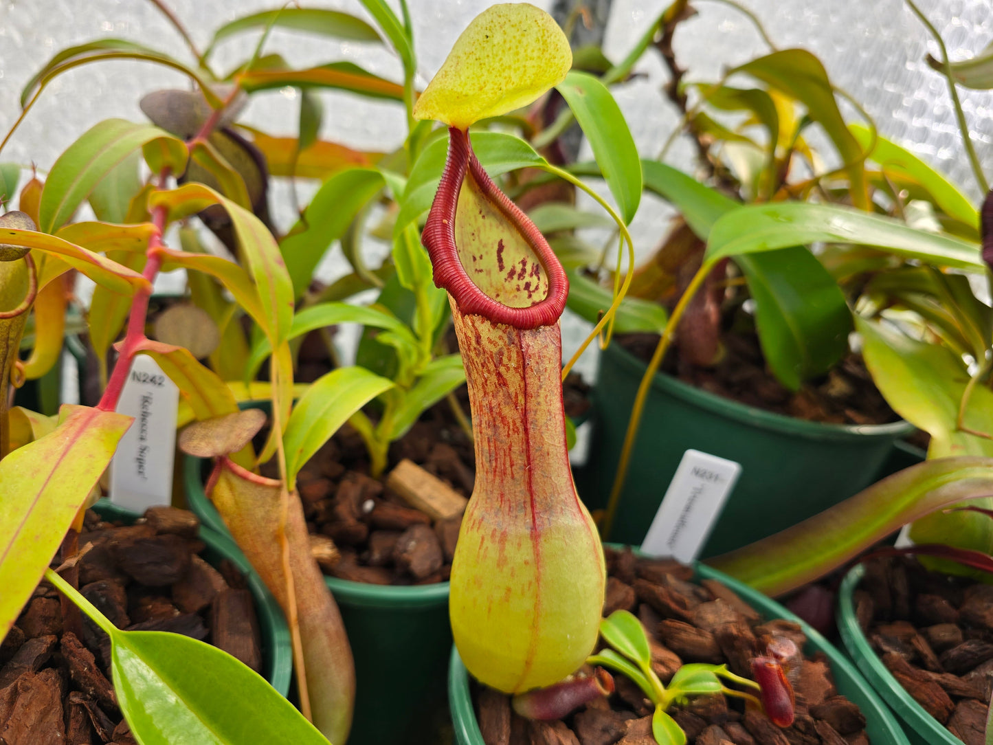 Nepenthes 'Syurga' - Highland Tropical Pitcher Plant