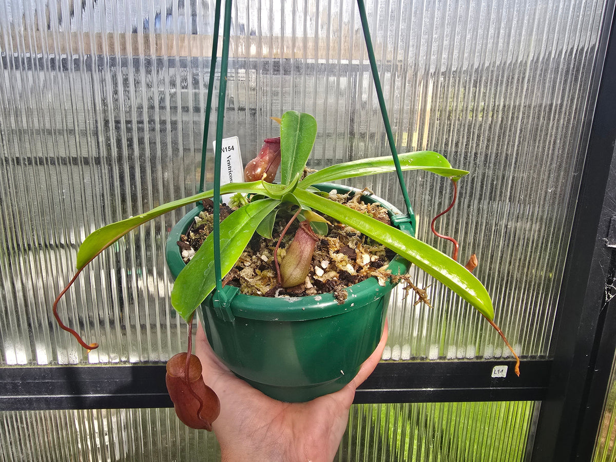 Nepenthes ventricosa - Highland Tropical Pitcher Plant