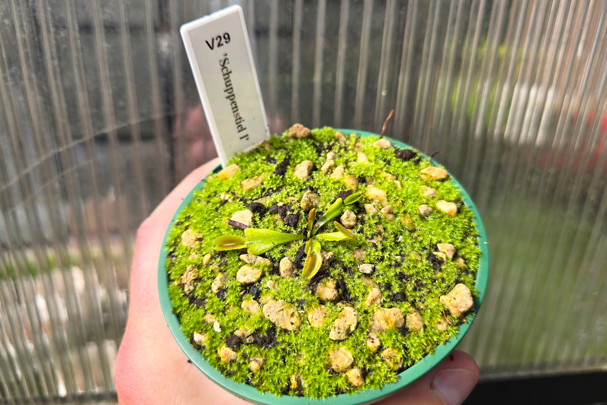 Dionaea muscipula 'Schuppenstiel I' - Venus Fly Trap