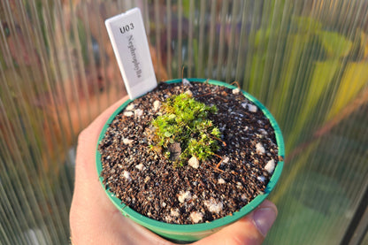 Utricularia nephrophylla - Tropical Bladderwort