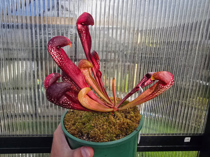 SEED - Sarracenia 'Formosa' - American Pitcher Plant - 10+ Per Packet