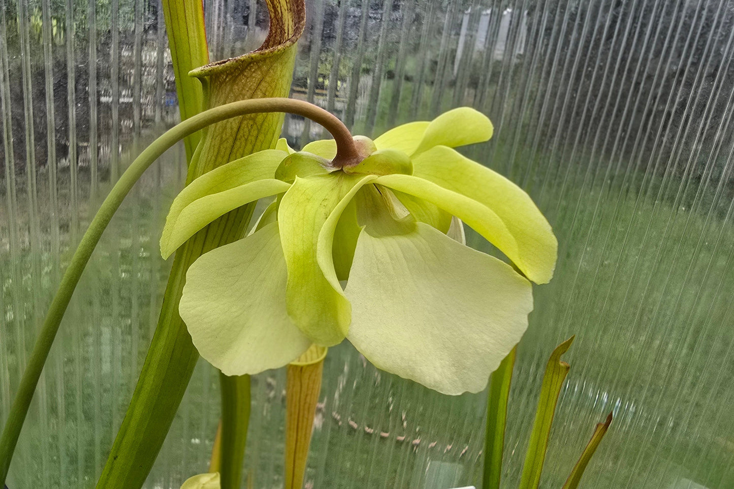 Sarracenia alata var. ornata 'Heavy Veins Turning Red Form' - American Pitcher Plant