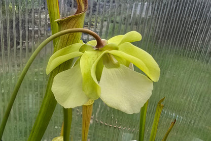 Sarracenia alata var. ornata 'Heavy Veins Turning Red Form' - American Pitcher Plant