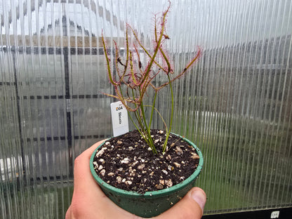 Drosera binata - Forked Sundew