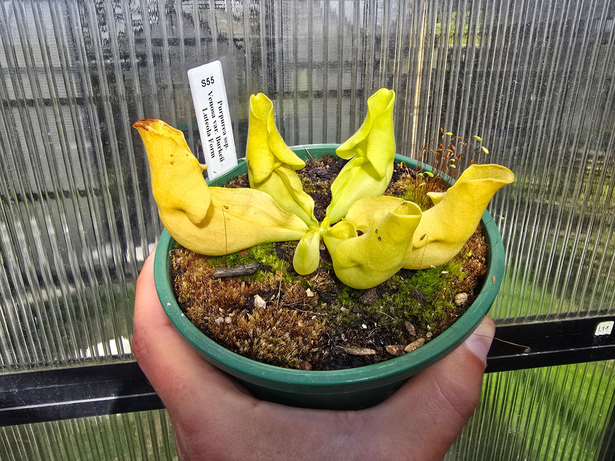 Sarracenia purpurea ssp. venosa var. burkeii - Luteola Form - American Pitcher Plant