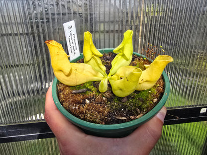 Sarracenia purpurea ssp. venosa var. burkeii - Luteola Form - American Pitcher Plant