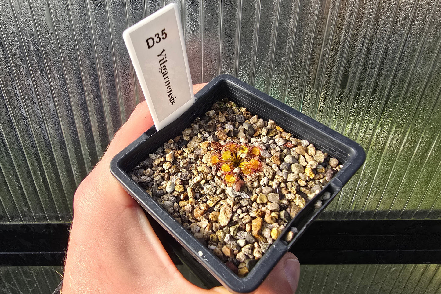 Drosera yilgarnensis - Tuberous Sundew