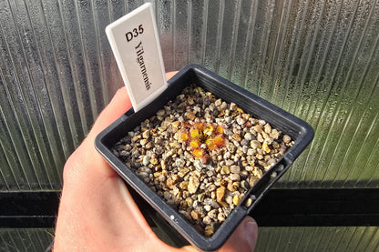 Drosera yilgarnensis - Tuberous Sundew