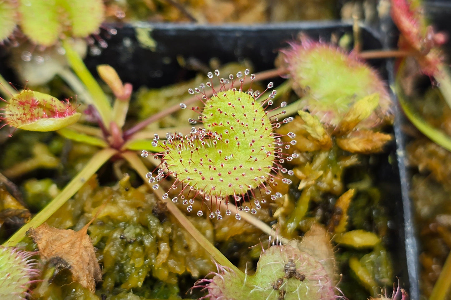 Drosera prolifera - Hen and Chicks Sundew