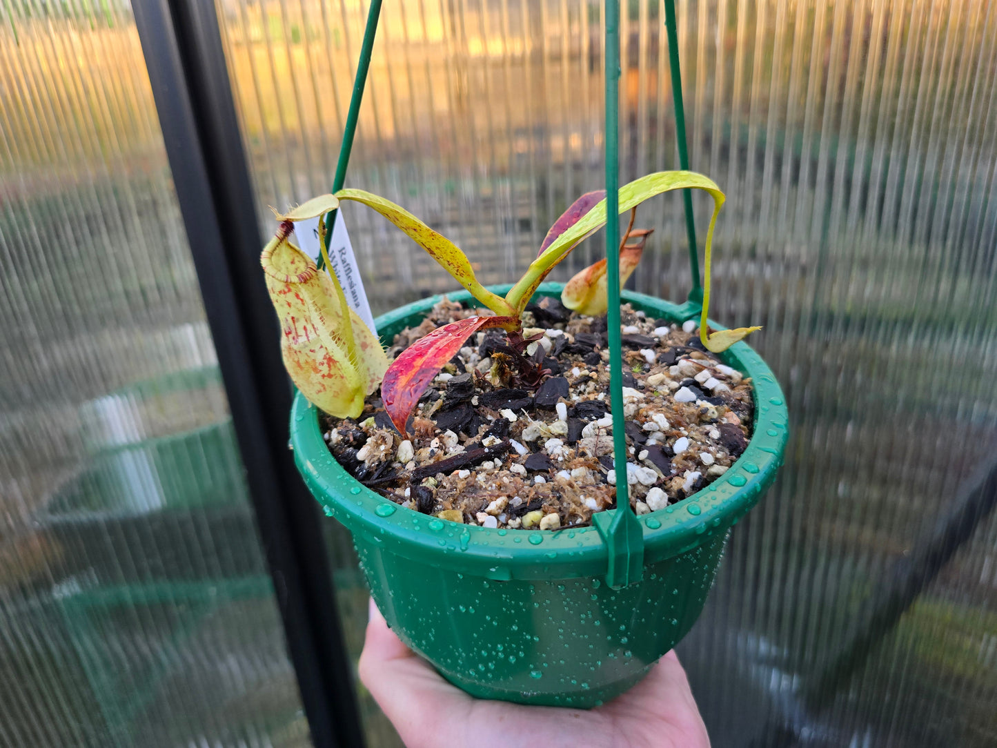 Nepenthes rafflesiana 'White Form x Tricolour Form' - Lowland Tropical Pitcher Plant