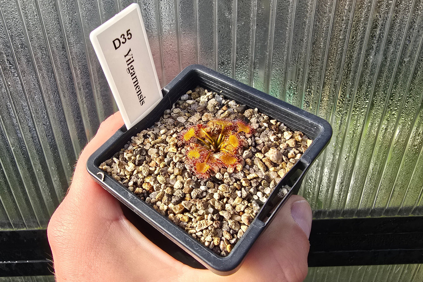 Drosera yilgarnensis - Tuberous Sundew