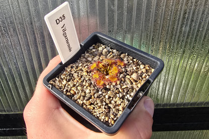 Drosera yilgarnensis - Tuberous Sundew