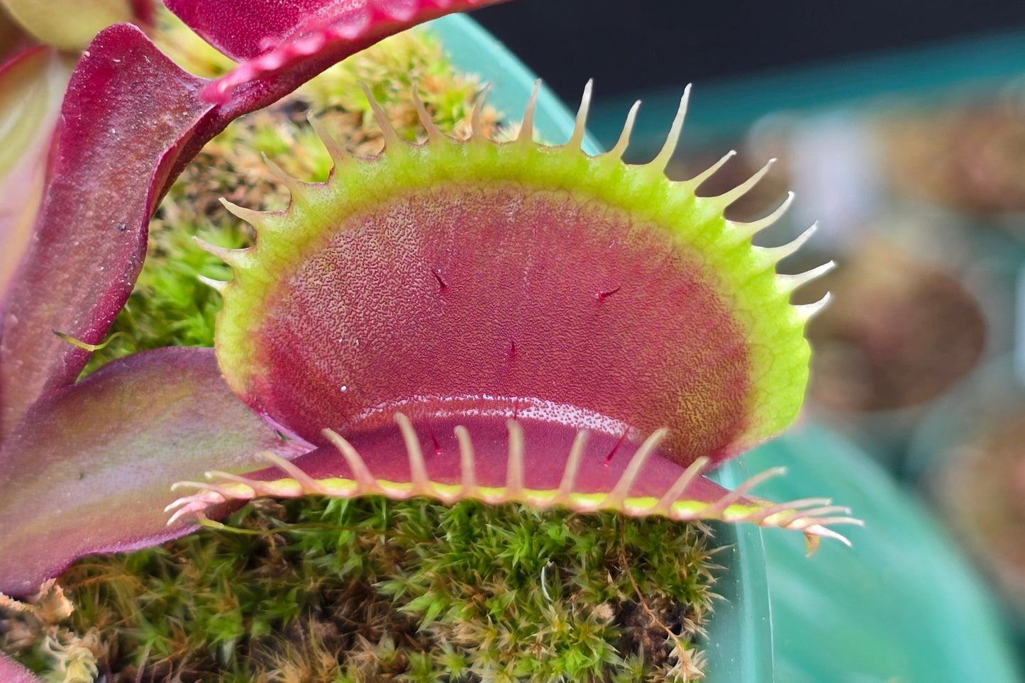 Dionaea muscipula 'Best Geoff Wong' F1 - Venus Fly Trap