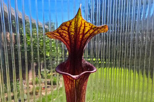Sarracenia flava var. rubricorpora - American Pitcher Plant