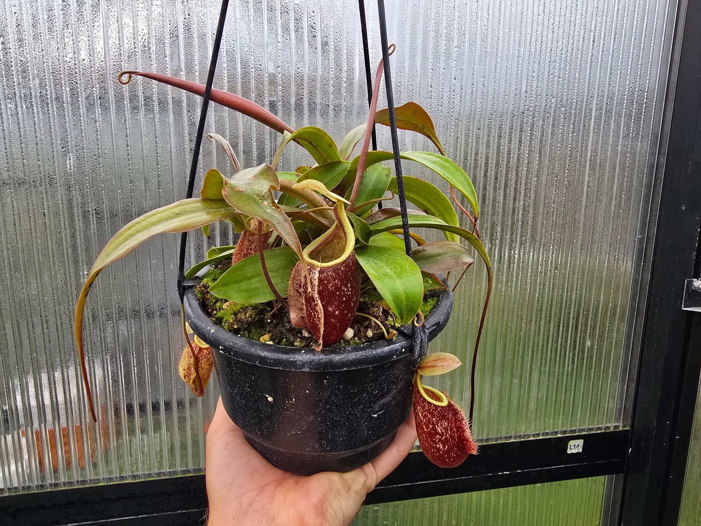 Nepenthes 'Suki' - Intermediate Tropical Pitcher Plant