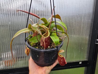 Nepenthes 'Suki' - Intermediate Tropical Pitcher Plant