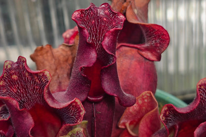 Sarracenia purpurea ssp. Venosa 'Big Fib' x 'Biggest Venosa' (Montgomery County, North Carolina, USA) - Purple Pitcher Plant