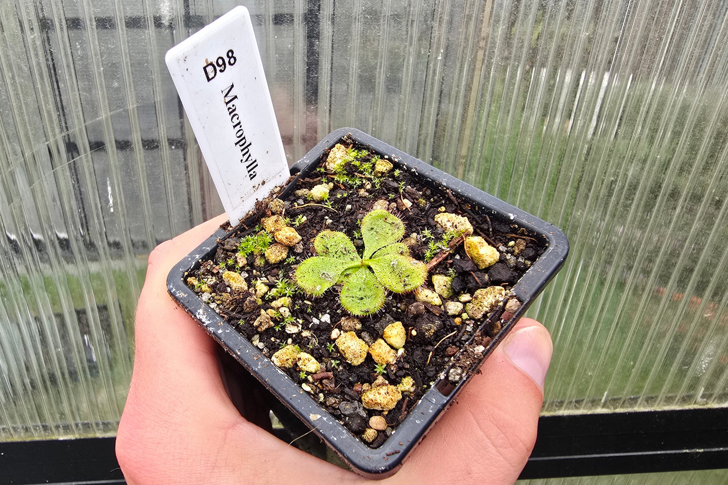 Drosera macrophylla - Tuberous Sundew