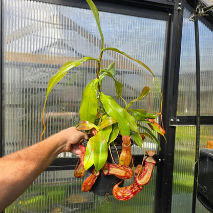 Nepenthes 'St Gaya' - Intermediate Tropical Pitcher Plant