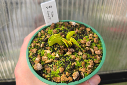 Dionaea muscipula 'Kim Jong Il' - Venus Fly Trap