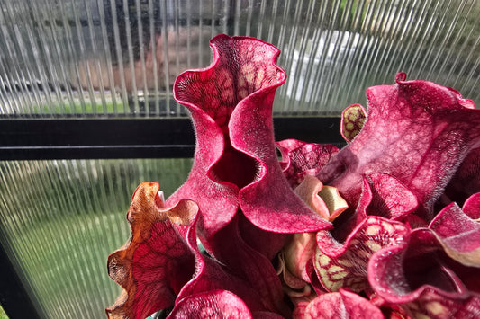 Sarracenia purpurea ssp. venosa - American Pitcher Plant