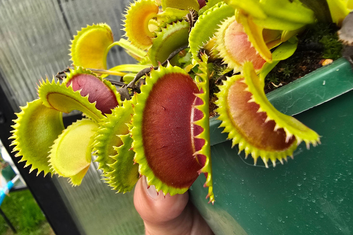 Dionaea muscipula 'Dracula' - Venus Fly Trap
