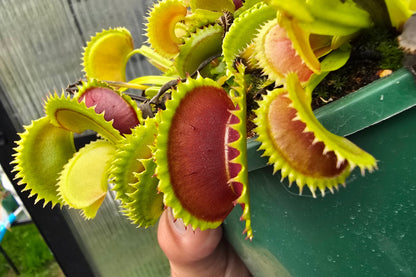 Dionaea muscipula 'Dracula' - Venus Fly Trap