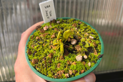Dionaea muscipula 'Kim Jong Il' - Venus Fly Trap