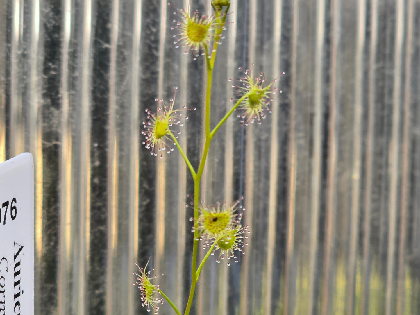 Drosera auriculata (Cornwallis, Auckland, NZ) - Tuberous Sundew