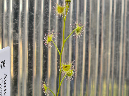 Drosera auriculata (Cornwallis, Auckland, NZ) - Tuberous Sundew