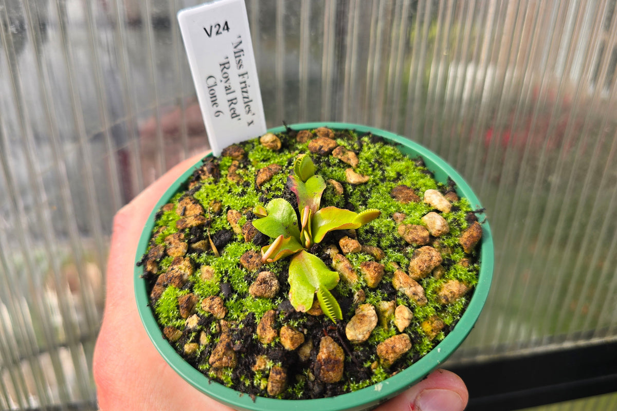 Dionaea muscipula 'Miss Frizzles' x 'Royal Red' Clone 6 - Venus Fly Trap