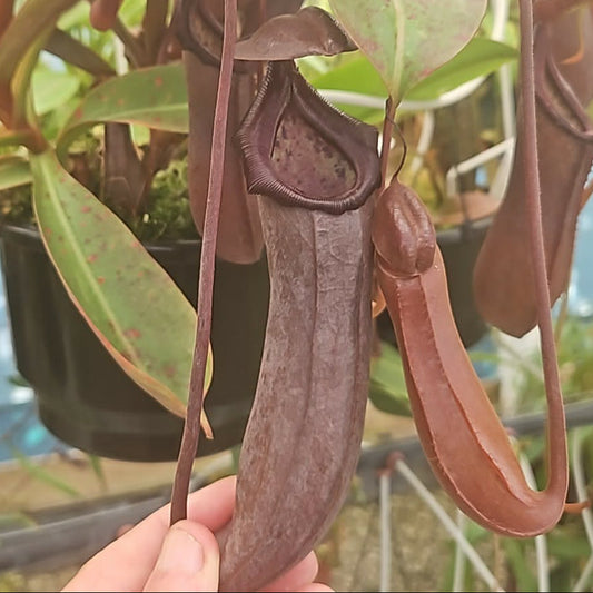 Nepenthes maxima - 'Green Form' x tobaica - Intermediate Tropical Pitcher Plant