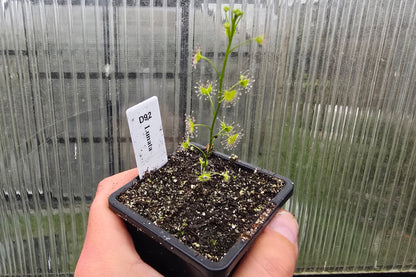 Drosera lunata - Tuberous Sundew