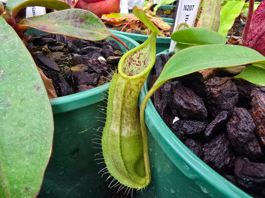 Nepenthes hirsuta - Lowland Tropical Pitcher Plant