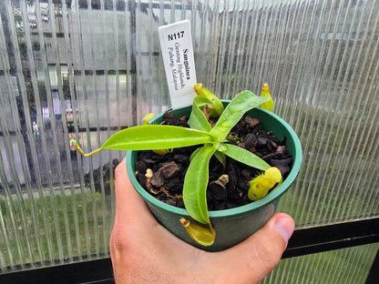 Nepenthes sanguinea - Intermediate Tropical Pitcher Plant