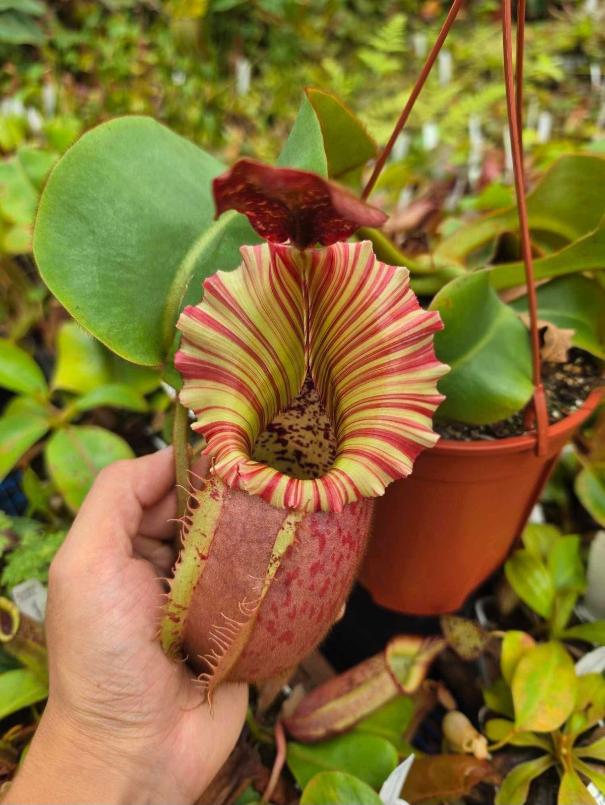 Nepenthes veitchii 'Pretty Orange' x 'Candy Dreams' - Intermediate Tropical Pitcher Plant