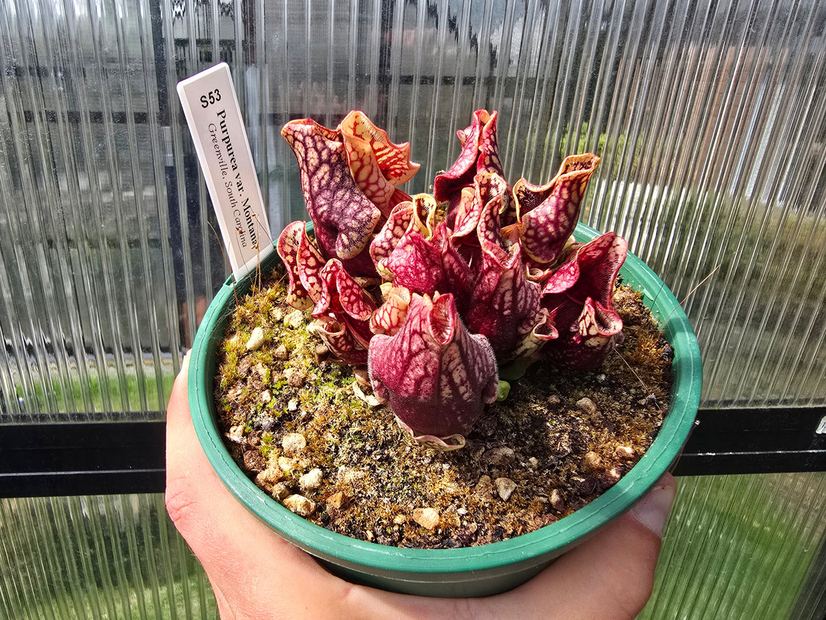Sarracenia purpurea var. montana (Greenville, South Carolina, USA) - Mountain Purple Pitcher Plant