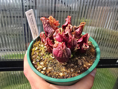 Sarracenia purpurea var. montana (Greenville, South Carolina, USA) - Mountain Purple Pitcher Plant