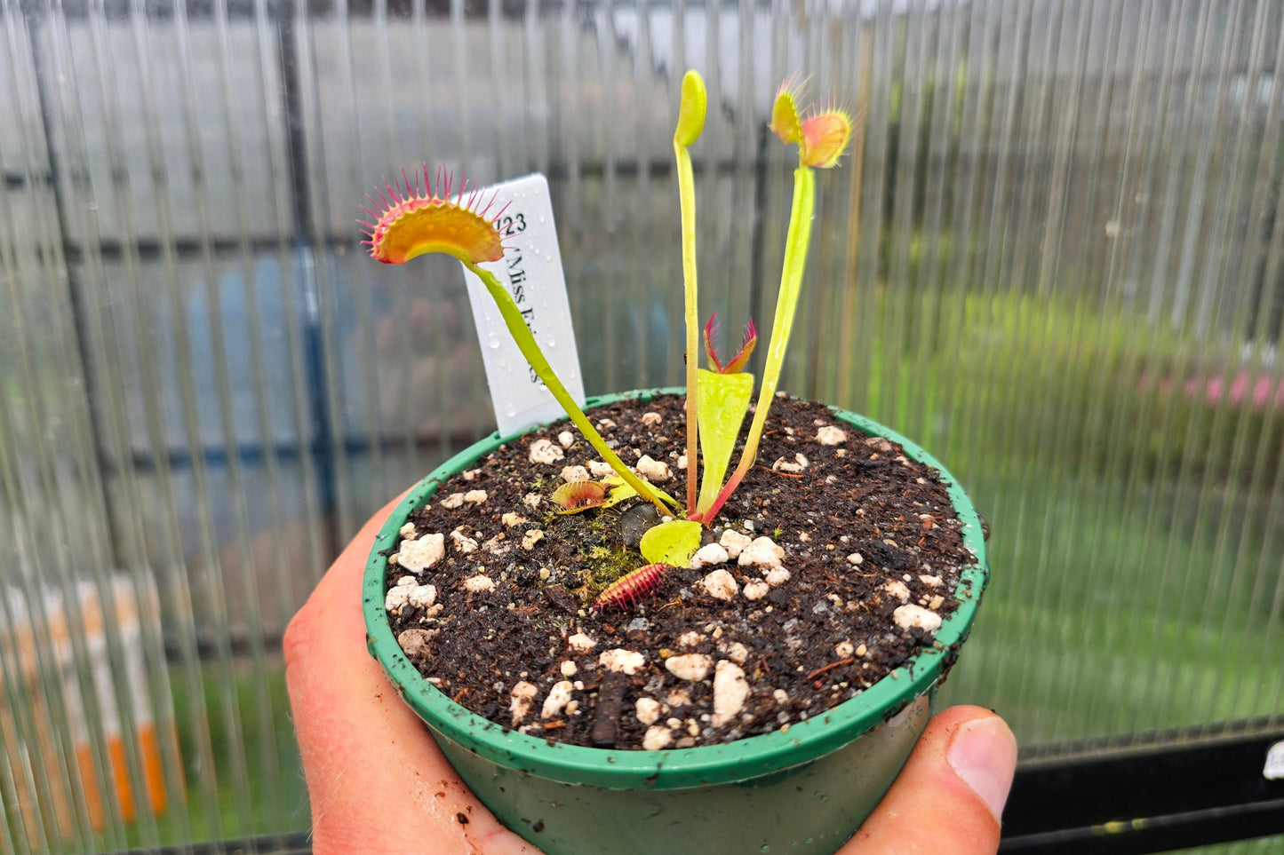 Dionaea muscipula 'Miss Frizzles' - Venus Fly Trap