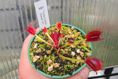 Dionaea muscipula "Long Leafed Fused" F1 - Venus Fly Trap