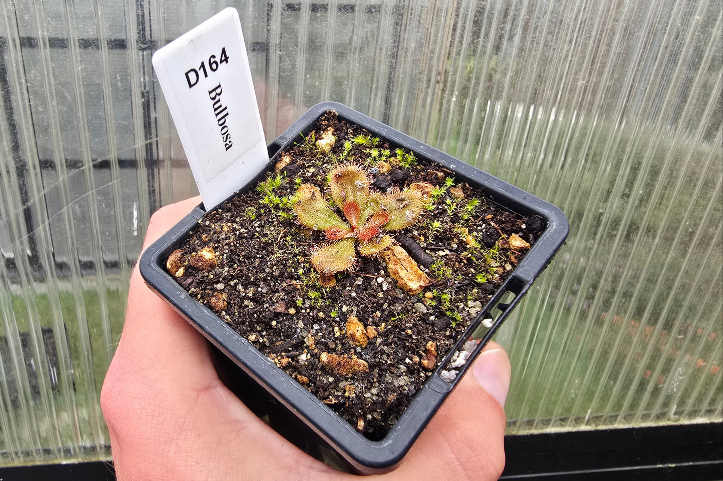 Drosera bulbosa - Tuberous Sundew