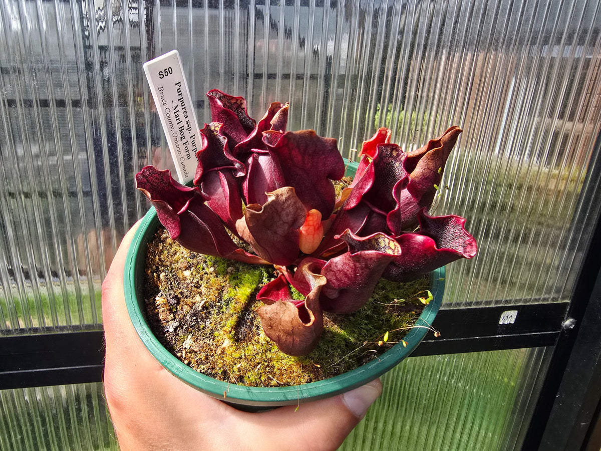 Sarracenia purpurea ssp. purpurea - Marl Bog Form (Bruce County, Ontario, Canada) - Purple Pitcher Plant