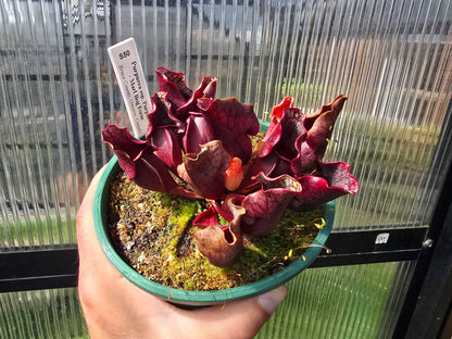 Sarracenia purpurea ssp. purpurea - Marl Bog Form (Bruce County, Ontario, Canada) - Purple Pitcher Plant