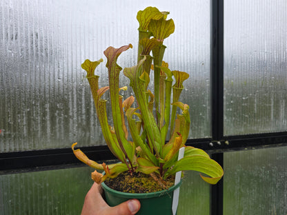 Sarracenia oreophila var. ornata (DeKalb County, Georgia, USA) - Green Pitcher Plant
