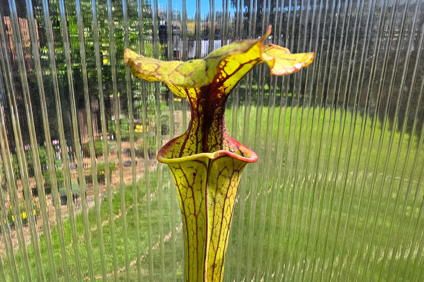 Sarracenia flava var. atropurpurea - cv. 'Waccamaw' F2 (Green Swamp, North Carolina, USA) - American Pitcher Plant