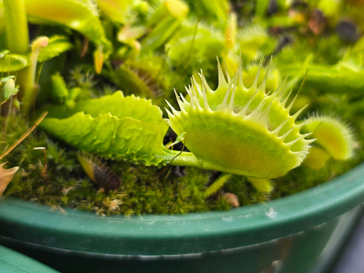 Dionaea muscipula 'Reptile' - Venus Fly Trap